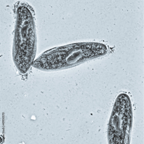 Foto animal  conjugation of Paramecium caudatum