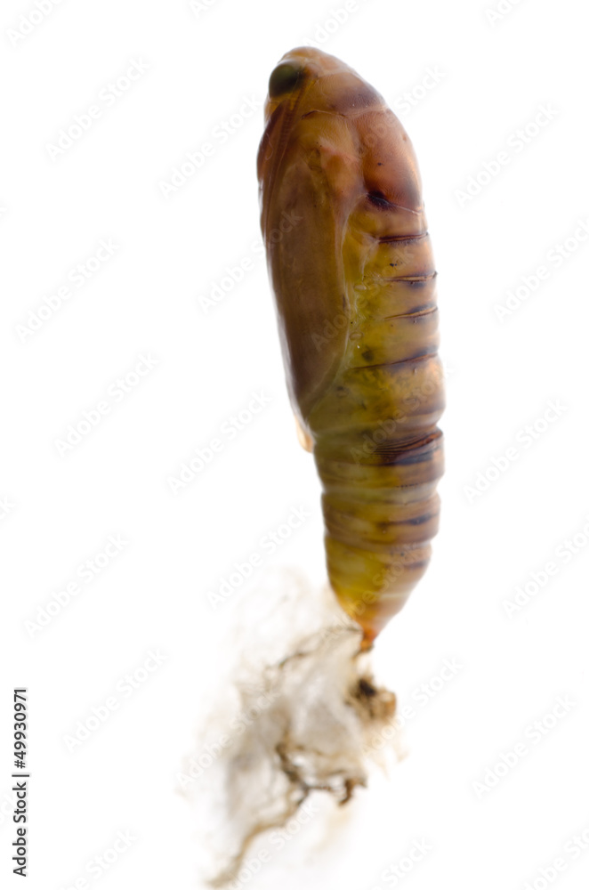 Naklejka premium snout moth cocoon