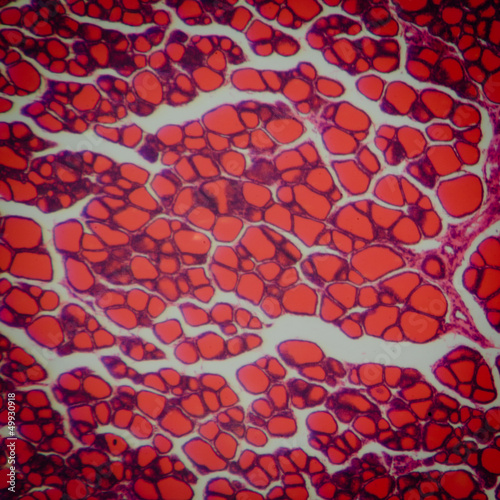 Fotografi science medical anthropotomy physiology microscopic human thyroi