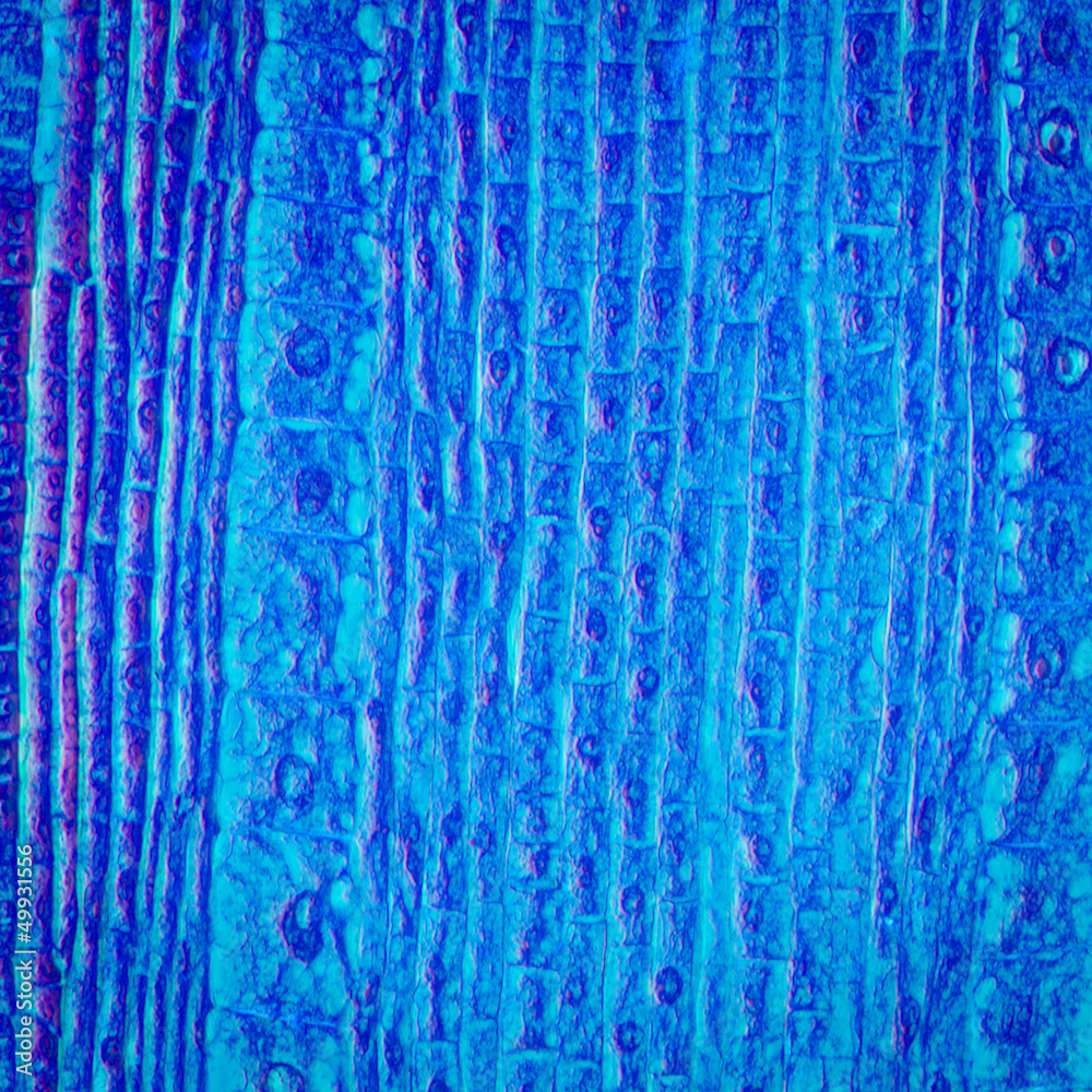micrograph plant root tip tissue cell
