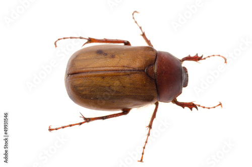  brown June beetle