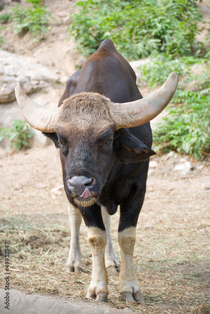 Gaur Licking Nose