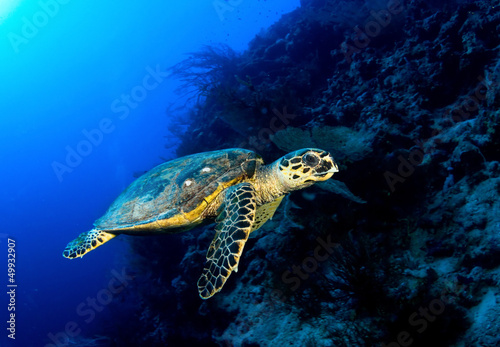 Hawksbill turtle in deep blue  Red Sea  Egypt.