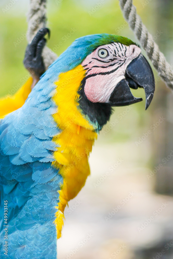 Blue macaw