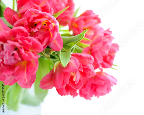 Flowers of tulips on a white background © nmelnychuk