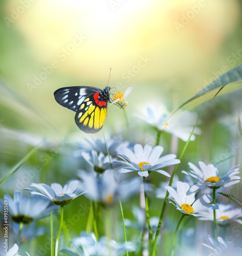Butterfly © Galyna Andrushko