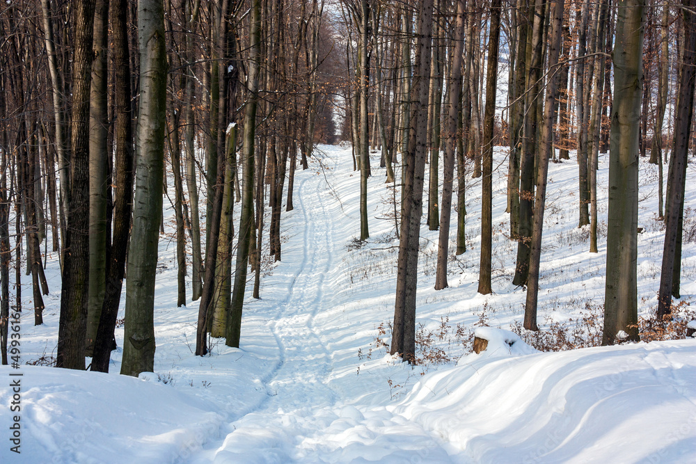 Fototapeta premium winter forest