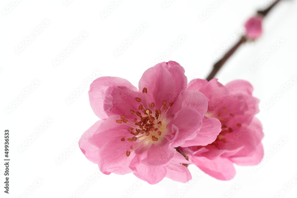 八重の桃の花 八重の桃の花