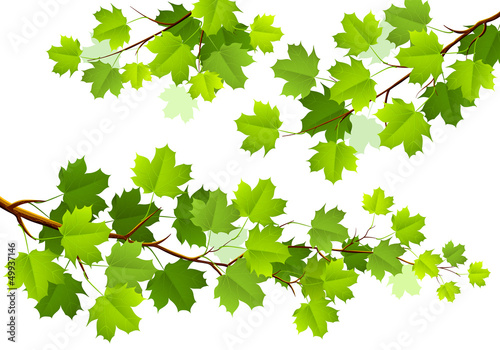 Green maple leaves