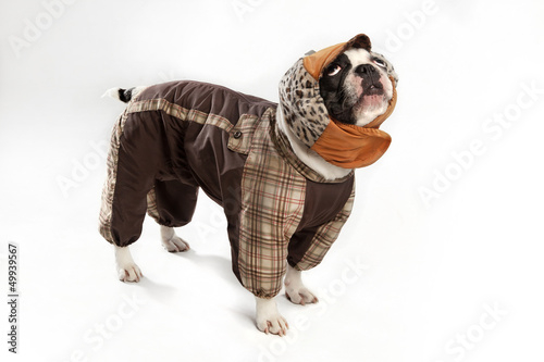 bulldog in a waterproof burberry cell jacket and a hat photo