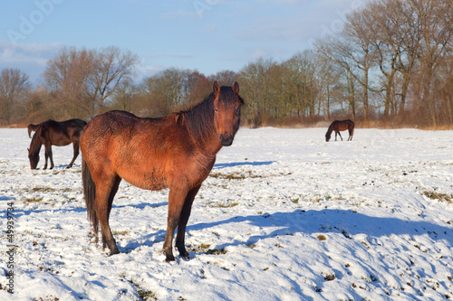 old horse on winter pasture