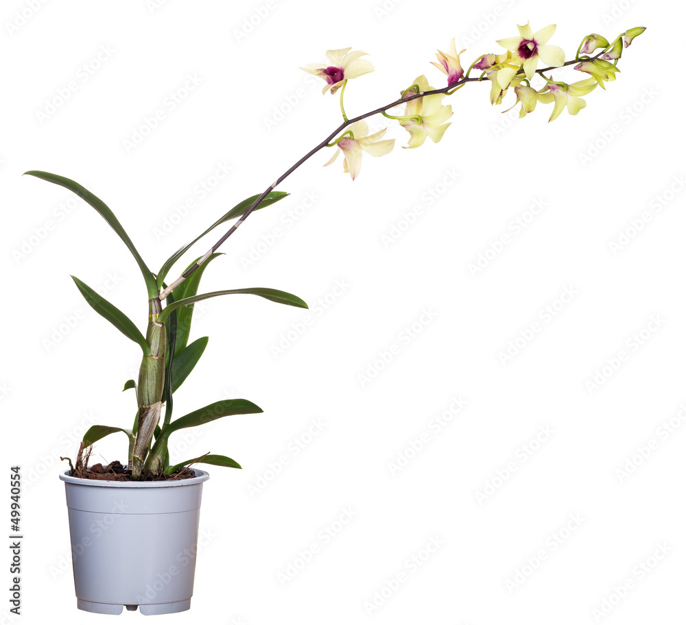 Fototapeta premium yellow orchid flower in pot isolated on white