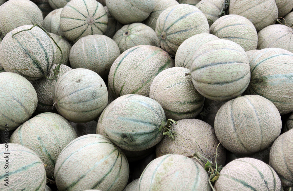 Cantaloupe melons Cantaloupe melons