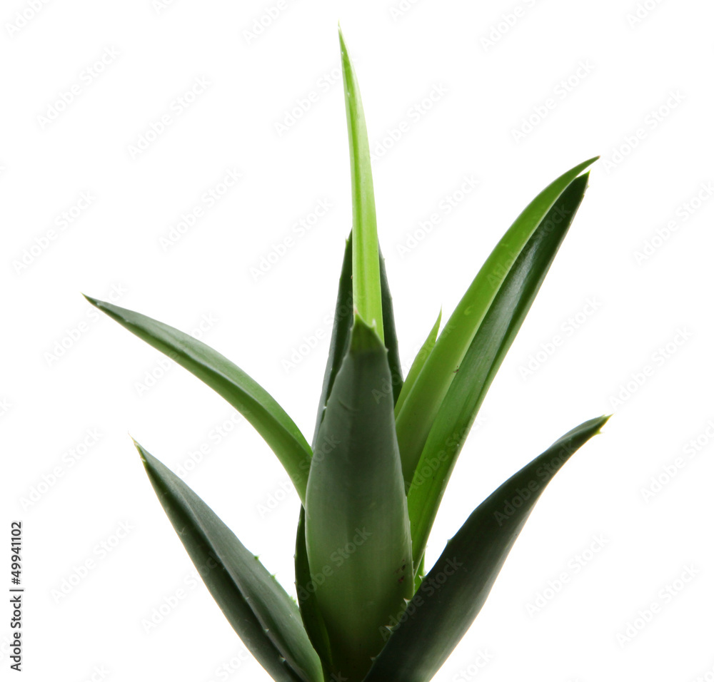 Obraz premium aloe vera