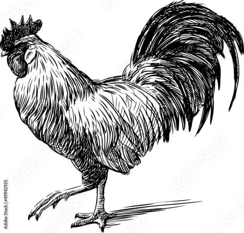 rooster photo