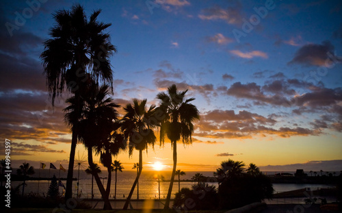 Palm trees silhouette at sunset, Gran Canaria, Spain © anilah