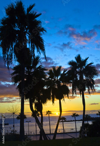 Palm trees silhouette at sunset  Gran Canaria  Spain