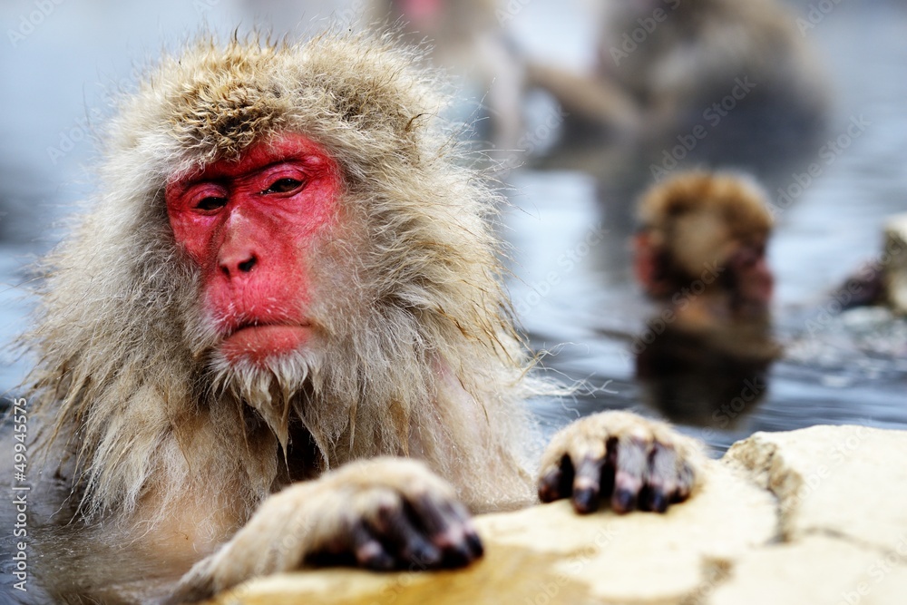 Japanese Snow Monkey Japanese Snow Monkey