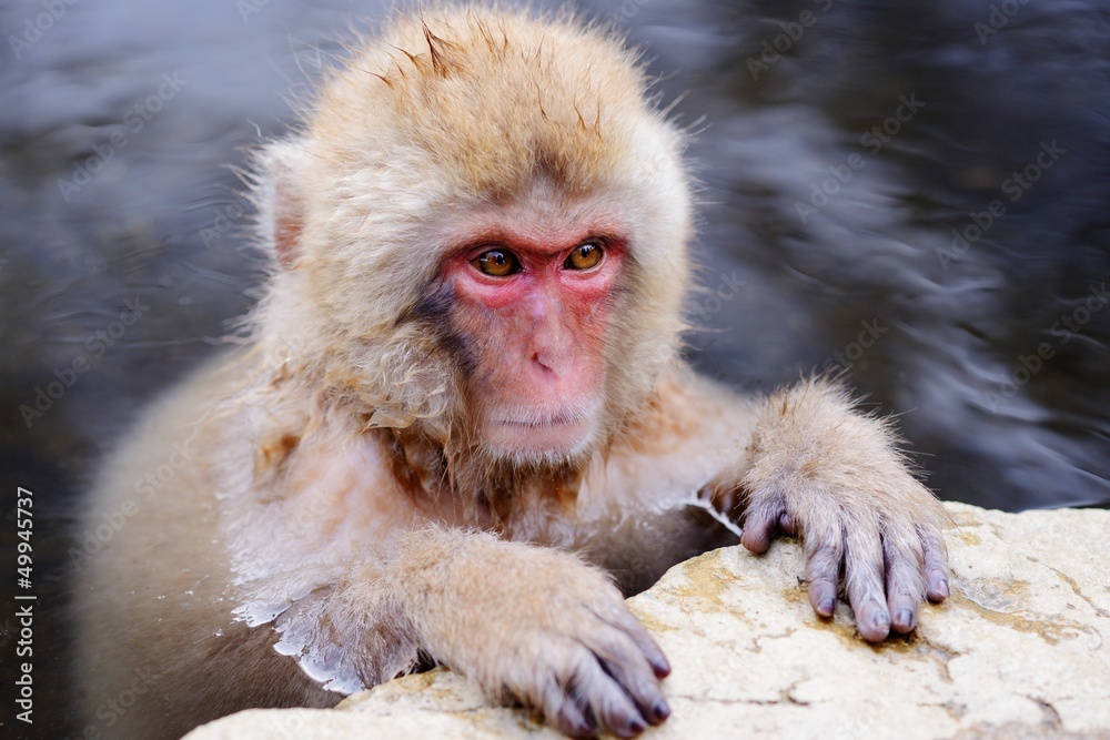 Naklejka premium Japanese Snow Monkey