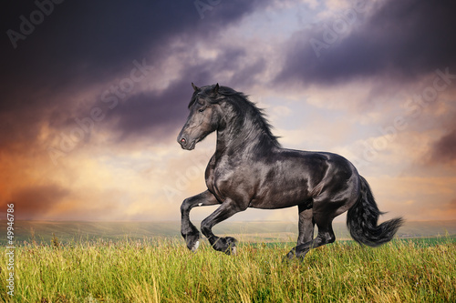 Valokuva Black Friesian horse gallop