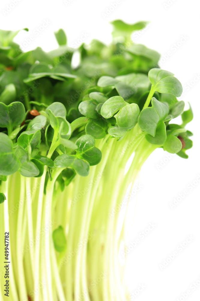 Obraz premium カイワレ大根