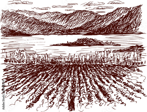 scenery with vineyards