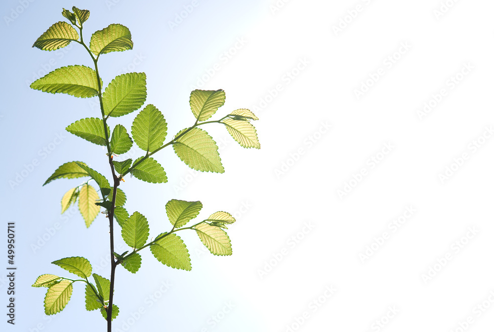 Obraz premium Young tree on the sky background