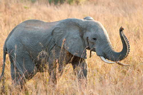 Elefant 1