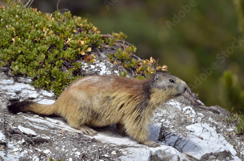 фотографія Alpine marmot on rock
