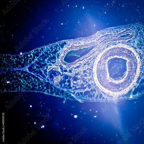 micrograph of blood vessel, artery and vein