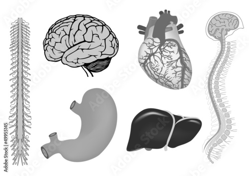 human heart, liver, stomach, human brian with spinal cord