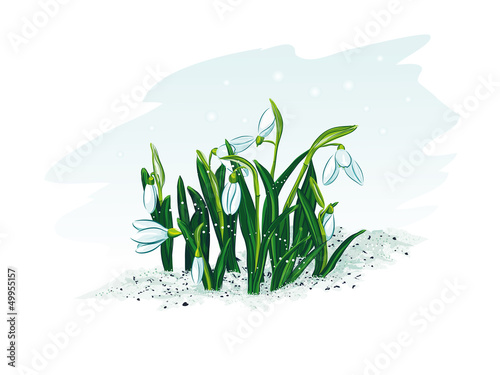 Spring flowers snowdrops