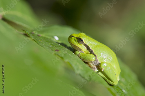 Tree frog Hyla arborea