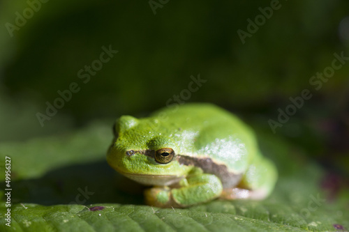 Tree frog Hyla arborea