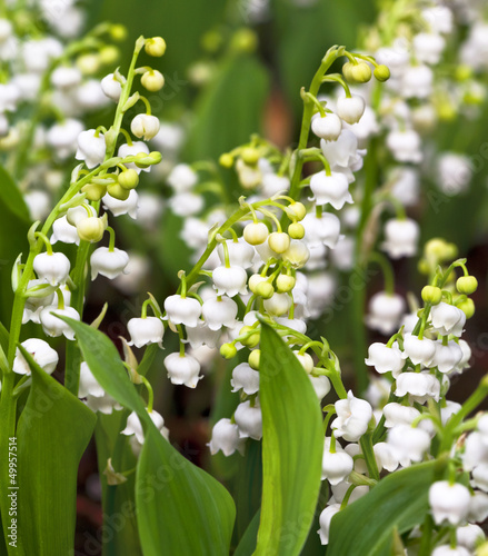 Lily of the valley. #49957514