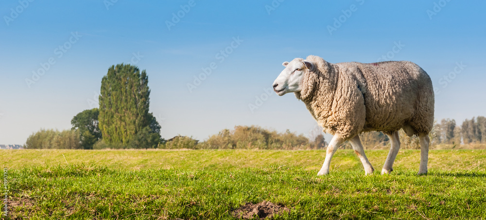 Fototapeta premium Male sheep looking around
