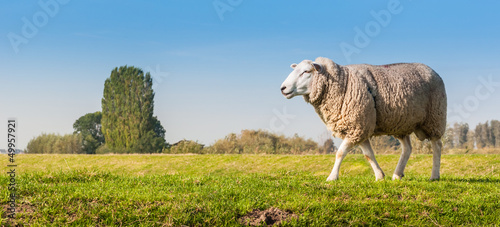 Male sheep looking around