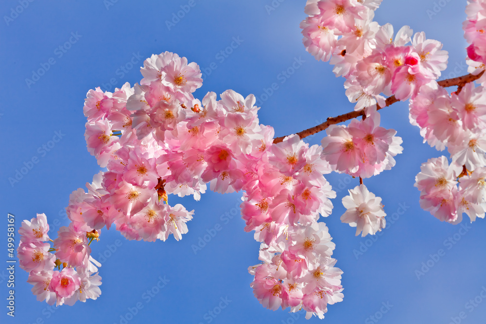 A branch of a cherry. Spring landscape. A branch of a cherry. Spring landscape.