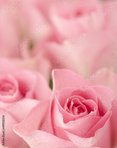 pink roses.