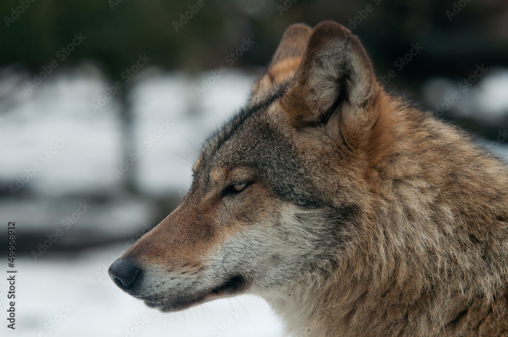 gray wolf (Canis lupus)