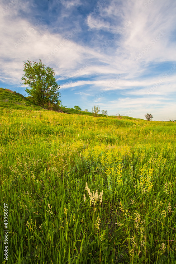 Meadow with green grass and blue sky