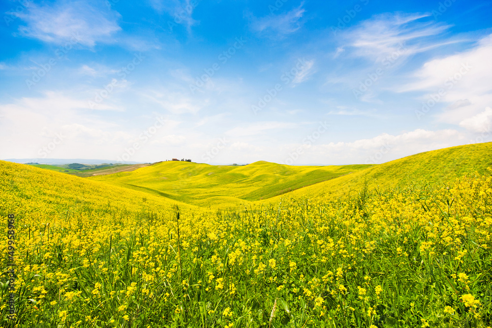 Field of flowers with blue sky and clouds, Tuscany, Italy Field of flowers with blue sky and clouds, Tuscany, Italy
