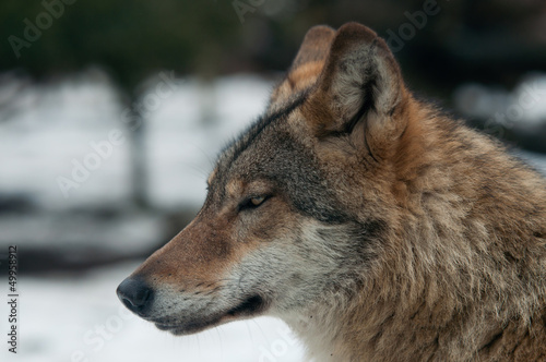 gray wolf  Canis lupus 