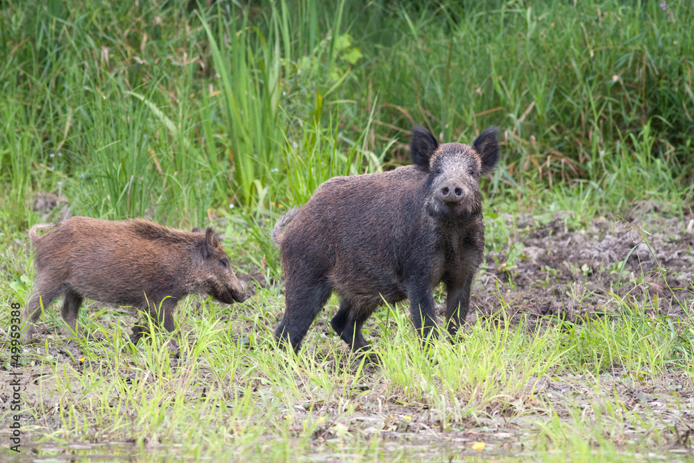wild boar with cub wild boar with cub