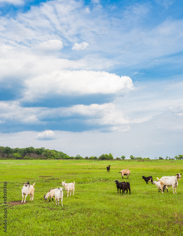 Fototapeta premium grazing sheep and goats