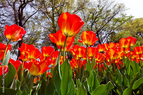 Group of red tulips on a background of forest.