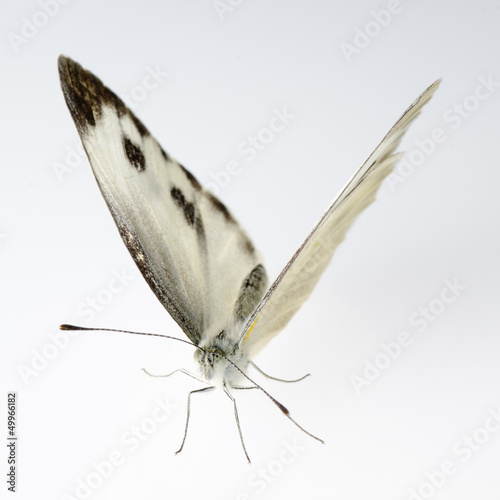 Photo small white butterfly