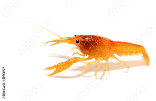 Wallpaper Mural crayfish isolated on white background Torontodigital.ca