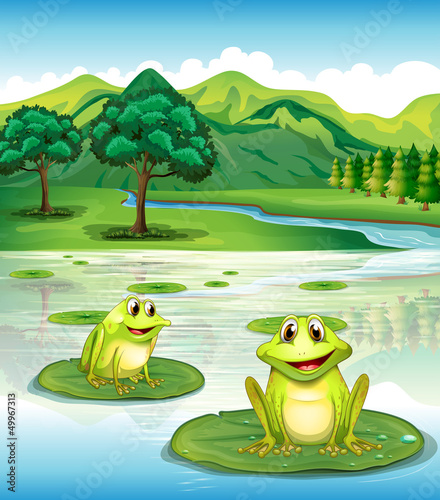 Fototapeta Naklejka Na Ścianę i Meble -  Two frogs above the waterlilies