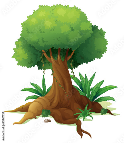 A big tree